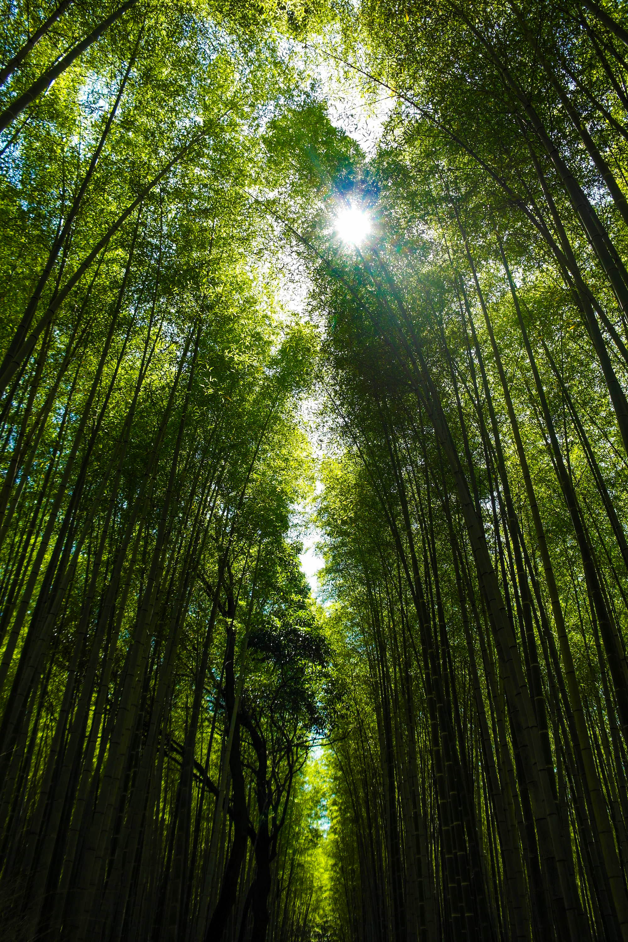 Arashiyama Bamboo Grove in Kyoto, Japan